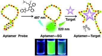 Graphical abstract: Label-free fluorescent assays based on aptamer–target recognition