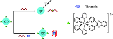 Graphical abstract: A molecular light switch Ru complex and quantum dots for the label-free, aptamer-based detection of thrombin