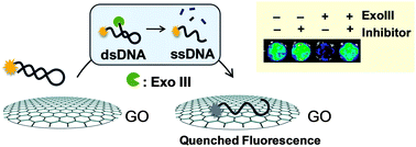 Graphical abstract: A simple fluorometric assay for DNA exonuclease activity based on graphene oxide
