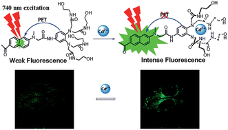 Graphical abstract: Two-photon fluorescent probe for cadmium imaging in cells