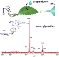 Graphical abstract: Direct analysis of steviol glycosides from Stevia leaves by ambient ionization mass spectrometry performed on whole leaves