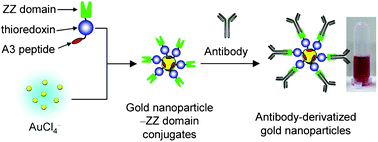 Graphical abstract: Facile, rapid and efficient biofabrication of gold nanoparticles decorated with functional proteins