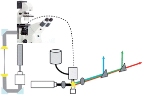 Graphical abstract: A hyphenated optical trap capillary electrophoresis laser induced native fluorescence system for single-cell chemical analysis