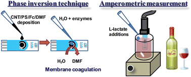 Graphical abstract: Amperometric bienzymatic biosensor for l-lactate analysis in wine and beer samples