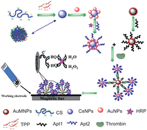Graphical abstract: Dual amplification strategy of highly sensitive thrombin amperometric aptasensor based on chitosan–Au nanocomposites