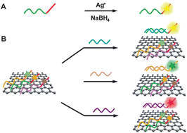 Graphical abstract: DNA-templated silver nanoclusters–graphene oxide nanohybrid materials: a platform for label-free and sensitive fluorescence turn-on detection of multiple nucleic acid targets