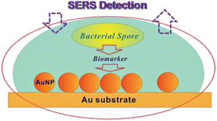 Graphical abstract: Nanoparticle-based substrates for surface-enhanced Raman scattering detection of bacterial spores