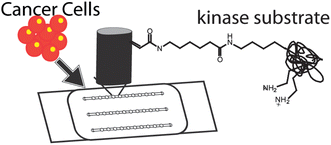 Graphical abstract: Macroporous hydrogel micropillars for quantifying Met kinase activity in cancer cell lysates