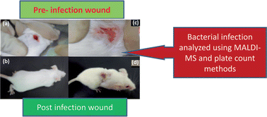 Graphical abstract: Wound infection kinetics probed by MALDI-MS: rapid profiling of Staphylococcus aureus in mice