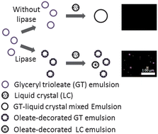 Graphical abstract: A new strategy for imaging biomolecular events through interactions between liquid crystals and oil-in-water emulsions