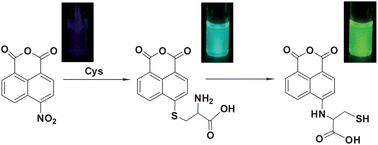 Graphical abstract: A colorimetric and fluorescent dual probe for specific detection of cysteine based on intramolecular nucleophilic aromatic substitution