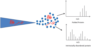 Graphical abstract: Mass spectrometry methods for intrinsically disordered proteins