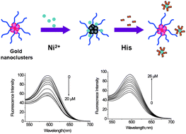Graphical abstract: Ni2+-modified gold nanoclusters for fluorescence turn-on detection of histidine in biological fluids