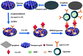 Graphical abstract: Ultrasensitive electrochemical immunosensor for CA 15-3 using thionine-nanoporous gold–graphene as a platform and horseradish peroxidase-encapsulated liposomes as signal amplification