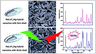 Graphical abstract: A simple and highly efficient route to the synthesis of NaLnF4–Ag hybrid nanorice with excellent SERS performances