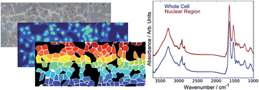 Graphical abstract: Morphological analysis of vibrational hyperspectral imaging data