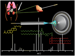 Graphical abstract: Solid probe assisted nanoelectrospray ionization mass spectrometry for biological tissue diagnostics