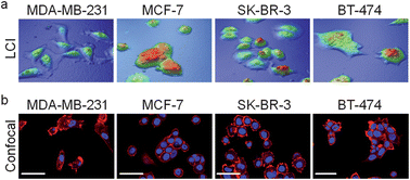 Graphical abstract: Rapidly quantifying drug sensitivity of dispersed and clumped breast cancer cells by mass profiling