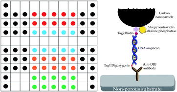 Graphical abstract: Spot morphology of non-contact printed protein molecules on non-porous substrates with a range of hydrophobicities