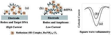 Graphical abstract: Real-time electrochemical detection of pathogen DNA using electrostatic interaction of a redox probe