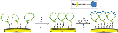 Graphical abstract: Electrochemical detection of 9-hydroxyfluorene based on the direct interaction with hairpin DNA