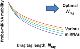 Graphical abstract: Theoretical estimation of drag tag lengths for direct quantitative analysis of multiple miRNAs (DQAMmiR)
