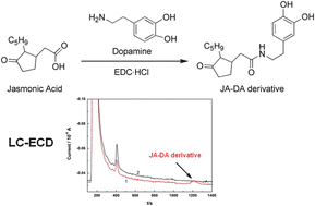 Graphical abstract: Determination of endogenous jasmonic acid in plant samples by liquid chromatography-electrochemical detection based on derivatization with dopamine
