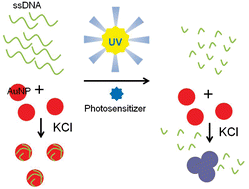 Graphical abstract: Colorimetric detection of UV light-induced single-strand DNA breaks using gold nanoparticles