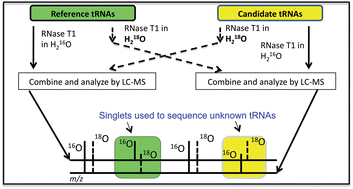 Graphical abstract: Mass spectrometry sequencing of transfer ribonucleic acids by the comparative analysis of RNA digests (CARD) approach