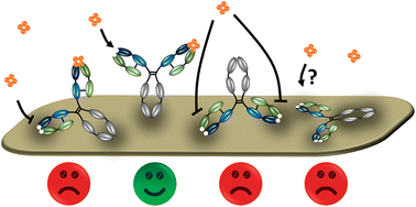 Graphical abstract: Antibody orientation on biosensor surfaces: a minireview