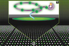 Graphical abstract: Direct labeling rolling circle amplification as a straightforward signal amplification technique for biodetection formats