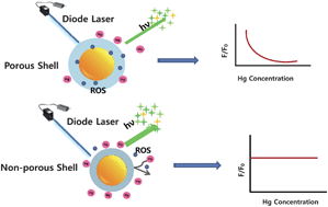 Graphical abstract: Fluorescence quenching of dye-doped core–shell nanoparticles by metal ions