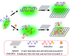 Graphical abstract: Graphene oxide as a nano-platform for ATP detection based on aptamer chemistry