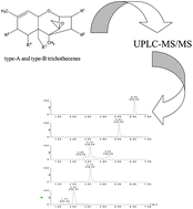 Graphical abstract: Simultaneous determination of type-A and type-B trichothecenes in rice by UPLC-MS/MS