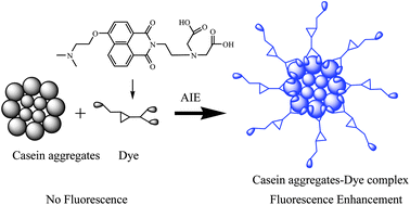 Graphical abstract: A water-soluble, 1,8-naphthalimide based aggregation induced synchronous emission system for selective and sensitive recognition of casein