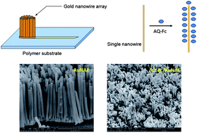 Graphical abstract: Novel pH sensor based on anthraquinone–ferrocene modified free standing gold nanowire array electrode
