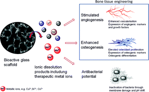 Graphical abstract: Therapeutic inorganic ions in bioactive glasses to enhance bone formation and beyond