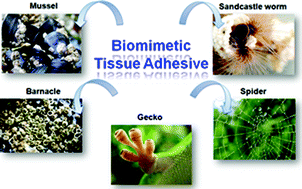 Graphical abstract: Taking tissue adhesives to the future: from traditional synthetic to new biomimetic approaches