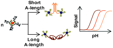 Graphical abstract: Tunable, colorimetric DNA-based pH sensors mediated by A-motif formation