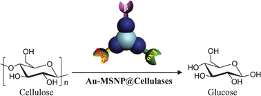 Graphical abstract: Co-immobilization of three cellulases on Au-doped magnetic silica nanoparticles for the degradation of cellulose