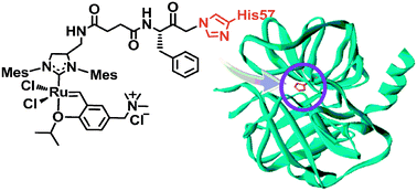 Graphical abstract: Creation of an artificial metalloprotein with a Hoveyda–Grubbs catalyst moiety through the intrinsic inhibition mechanism of α-chymotrypsin