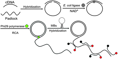 Graphical abstract: Ultrasensitive and selective detection of nicotinamide adenine dinucleotide by target-triggered ligation–rolling circle amplification