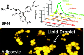 Graphical abstract: A Seoul-Fluor-based bioprobe for lipid droplets and its application in image-based high throughput screening