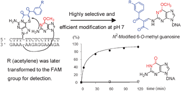 Graphical abstract: An efficient and simple method for site-selective modification of O6-methyl-2′-deoxyguanosine in DNA