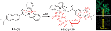 Graphical abstract: A turn-on two-photon fluorescent probe for ATP and ADP