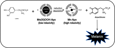 Graphical abstract: Mn loaded apoferritin as an MRI sensor of melanin formation in melanoma cells