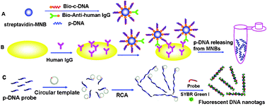 Graphical abstract: A versatile platform for highly sensitive detection of protein: DNA enriching magnetic nanoparticles based rolling circle amplification immunoassay