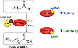 Graphical abstract: Bacterial CYP153A monooxygenases for the synthesis of omega-hydroxylated fatty acids
