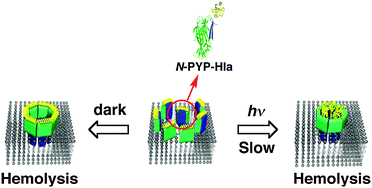 Graphical abstract: Application of photoactive yellow protein as a photoresponsive module for controlling hemolytic activity of staphylococcal α-hemolysin
