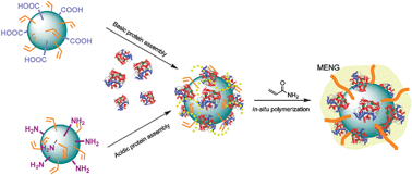 Graphical abstract: Magnetic enzyme nanogel (MENG): a universal synthetic route for biocatalysts